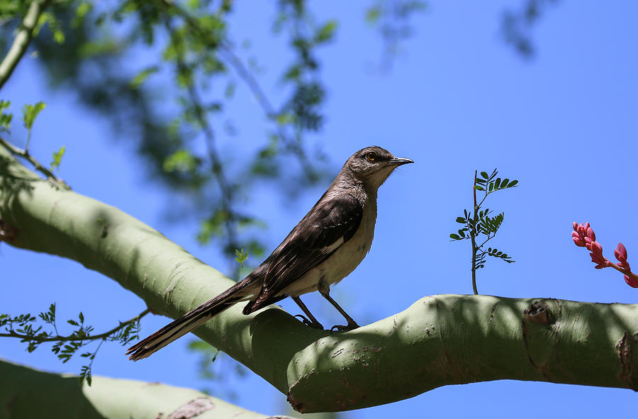Northern Mockingbird in Palo Verde Tree 2 Photograph by Dawn Richards