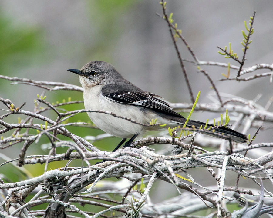 Northern Mockingbird Photograph by Jaki Miller