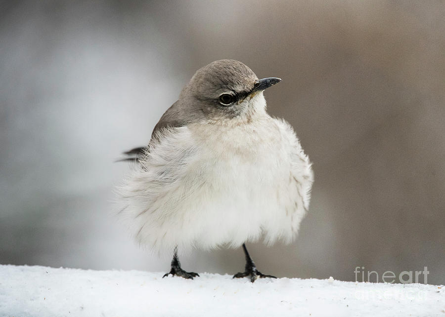 Northern Mockingbird by Katie Joya Northern Mockingbird by Katie Joya