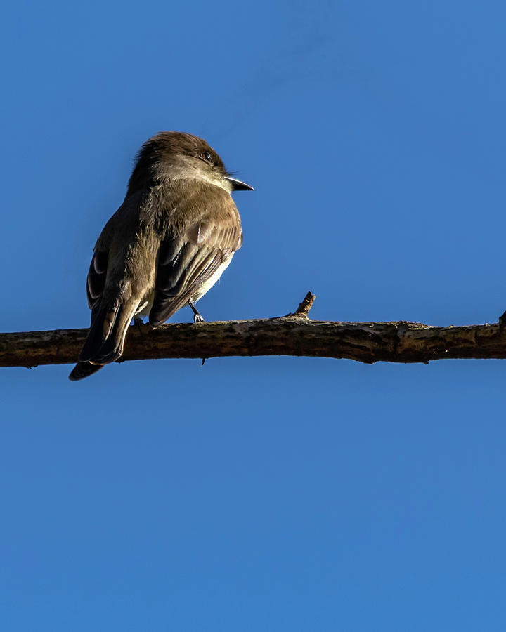 Northern Mockingbird  Photograph by Ken Frischkorn