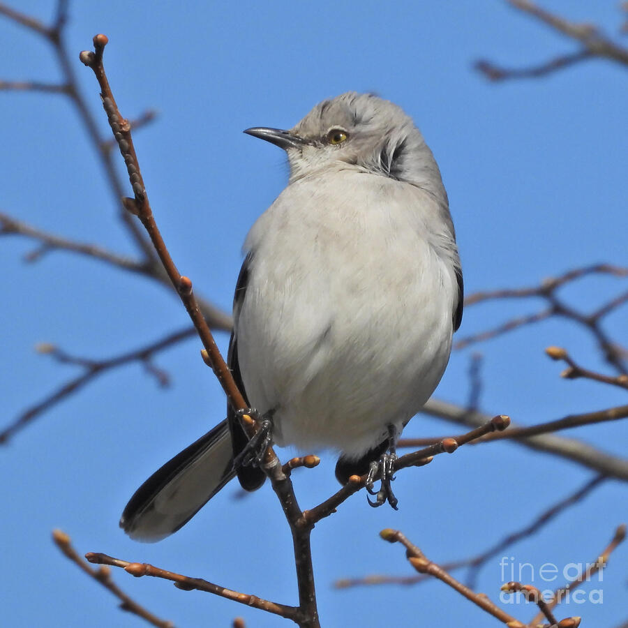 Northern Mockingbird March 12, 2024 Photograph by Sheila Lee