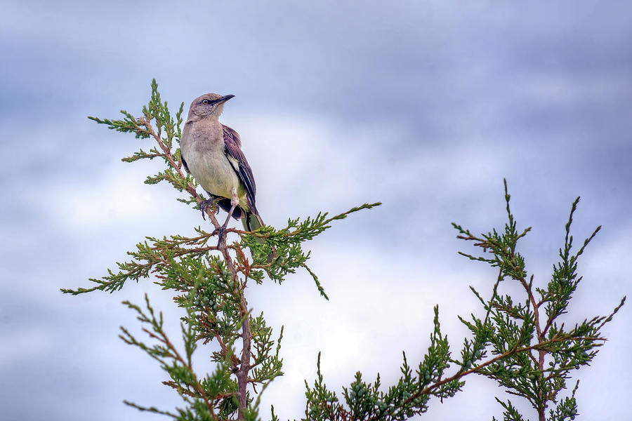 Northern Mockingbird Photograph by Nikolyn McDonald