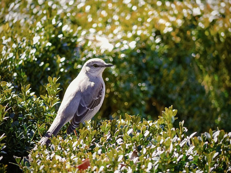 Northern Mockingbird on a Hedge Photograph by Rachel Morrison