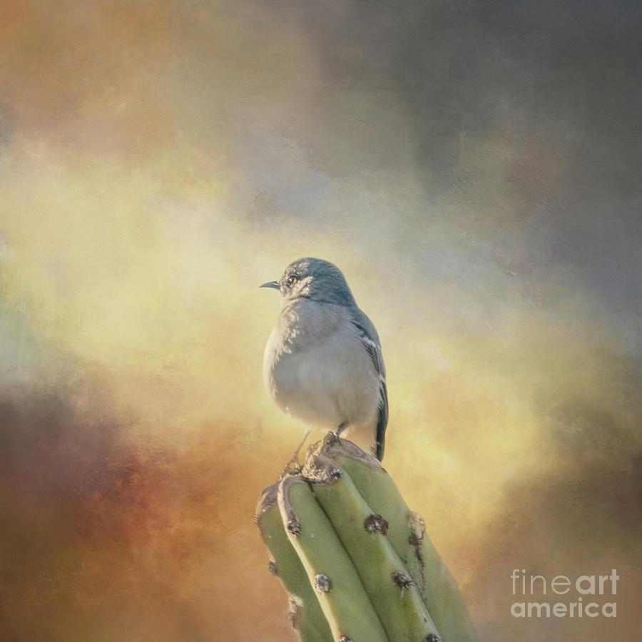 Mockingbird Mixed Media - Northern Mockingbird on Cactus One by Elisabeth Lucas