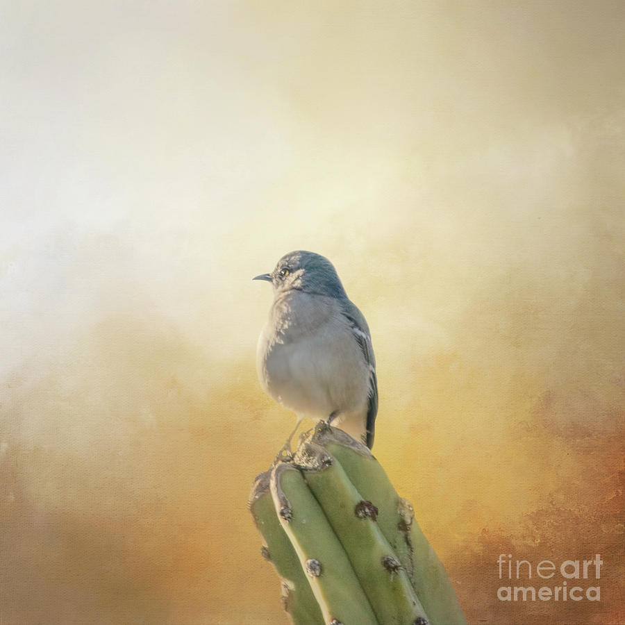 Mockingbird Photograph - Northern Mockingbird on Cactus Six by Elisabeth Lucas