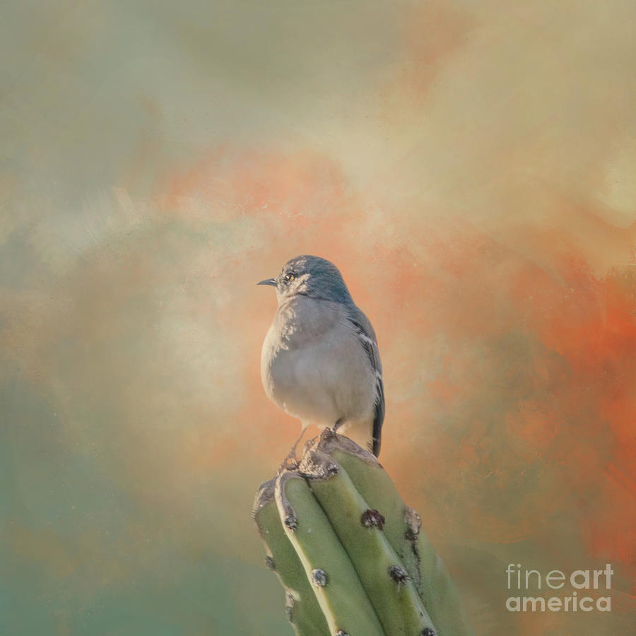 Mockingbird Photograph - Northern Mockingbird on Cactus Three by Elisabeth Lucas