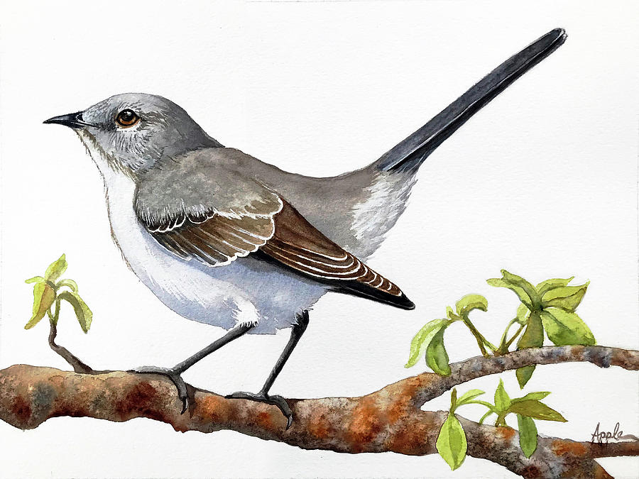 Northern Mockingbird Original Bird Wildlife Painting by Linda Apple