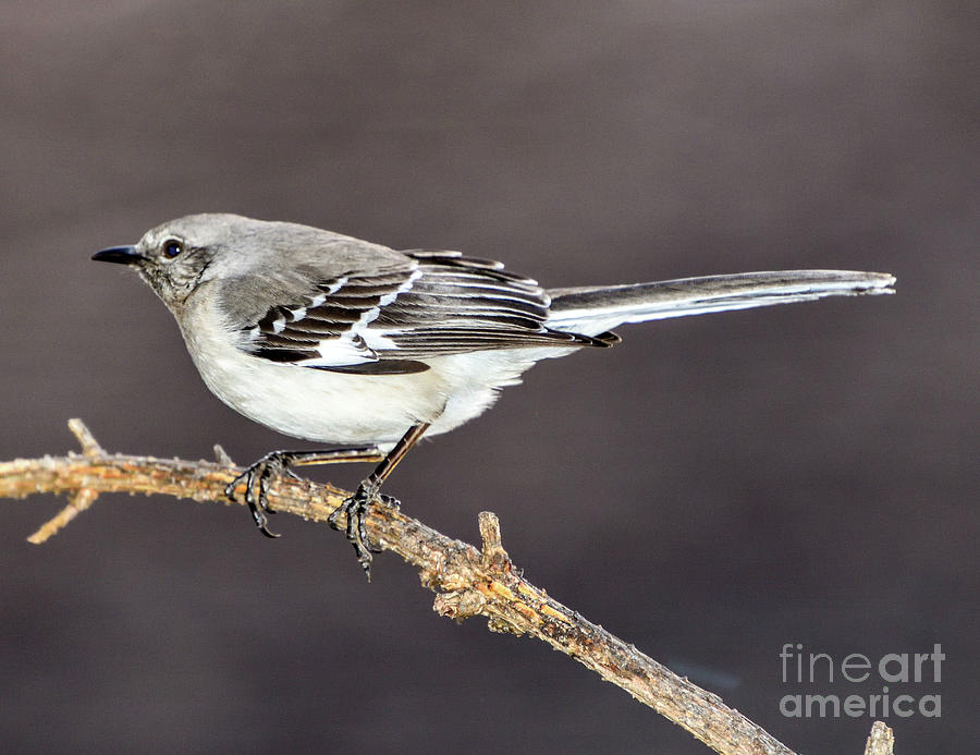 Northern Mockingbird Profile Photograph by Cindy Treger