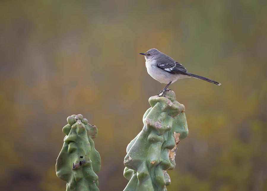 Wildlife Photograph - Northern Mockingbird Resting On a Totem Pole Cactus Plant by Rosemary Woods Images