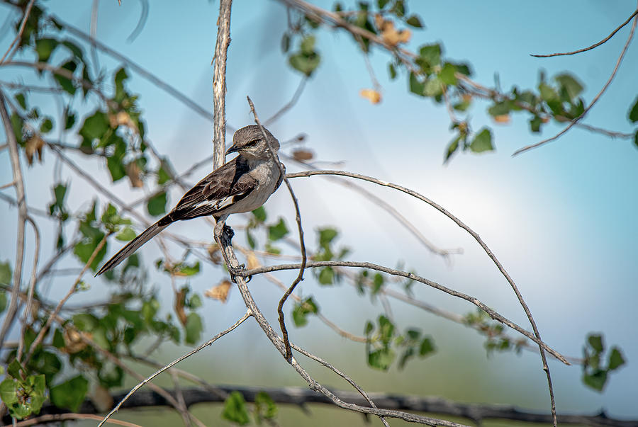 Northern Mockingbird Photograph by Rick Mosher
