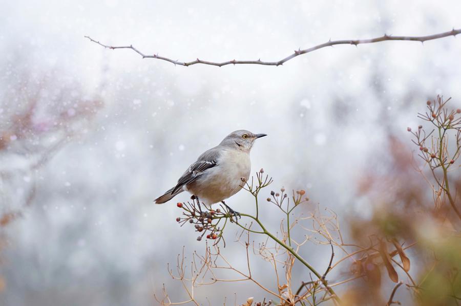 Northern Mockingbird Photograph by Shannon Kelly