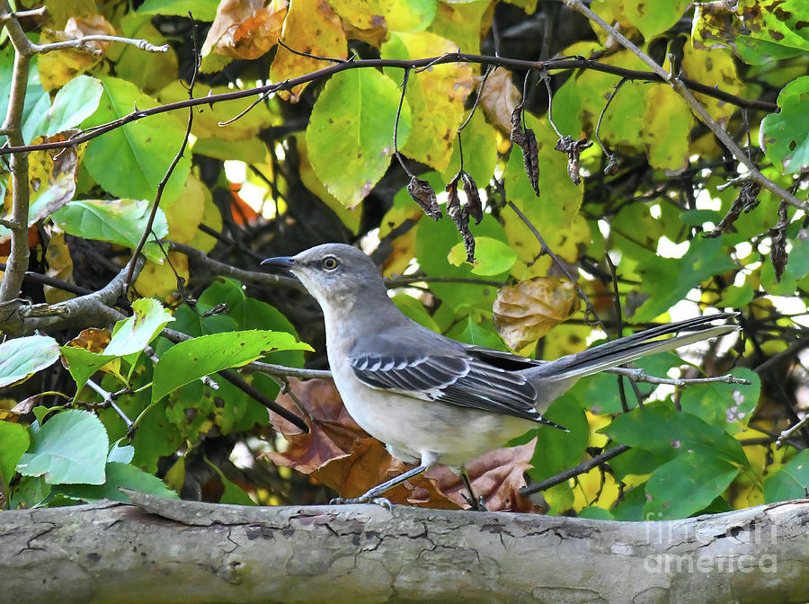 Northern Mockingbird Surrounded By Autumn Photograph by Kerri Farley