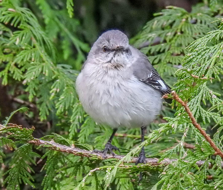 Northern Mockingbird Photograph by Will LaVigne