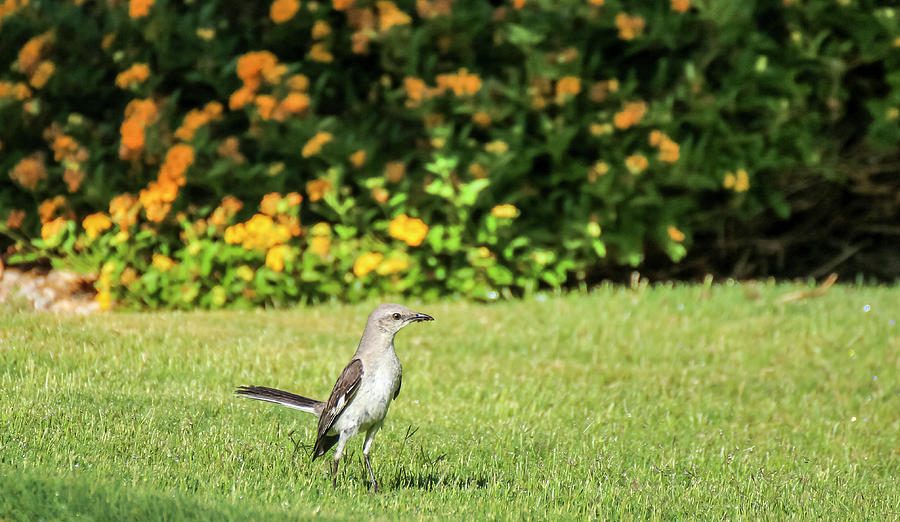 Northern Mockingbird with Meal 2 Photograph by Dawn Richards