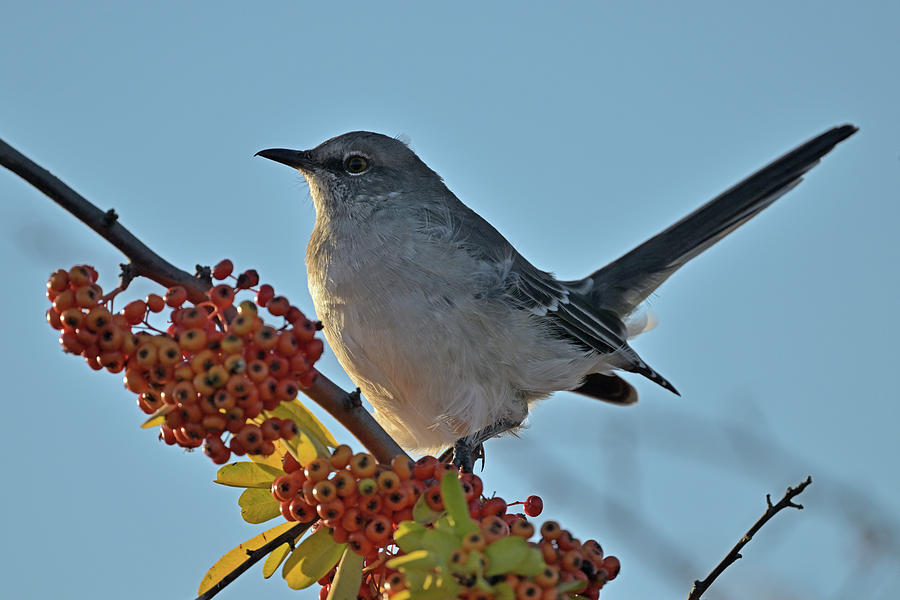 Northern Mockingbird with Wild Red Berries Photograph by Amazing Action Photo Video