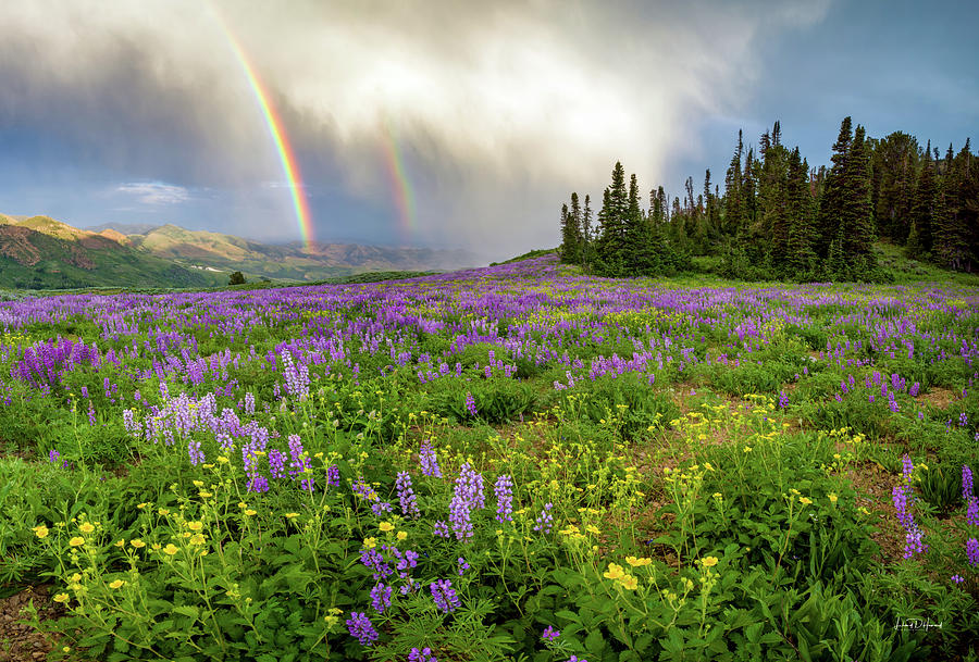 Northern Nevada Colorful Meadow Photograph by Leland D Howard