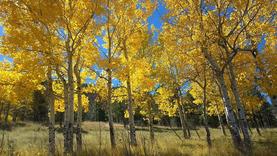 Northern New Mexico aspens Photograph by Monique Beyerle - Fine Art America