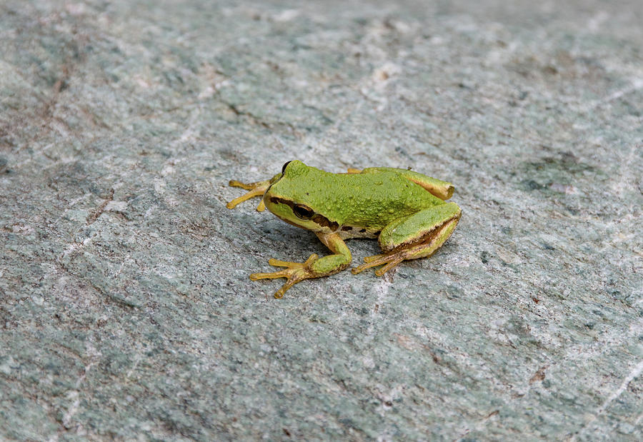Northern Pacific Tree Frog Photograph by Joan Septembre