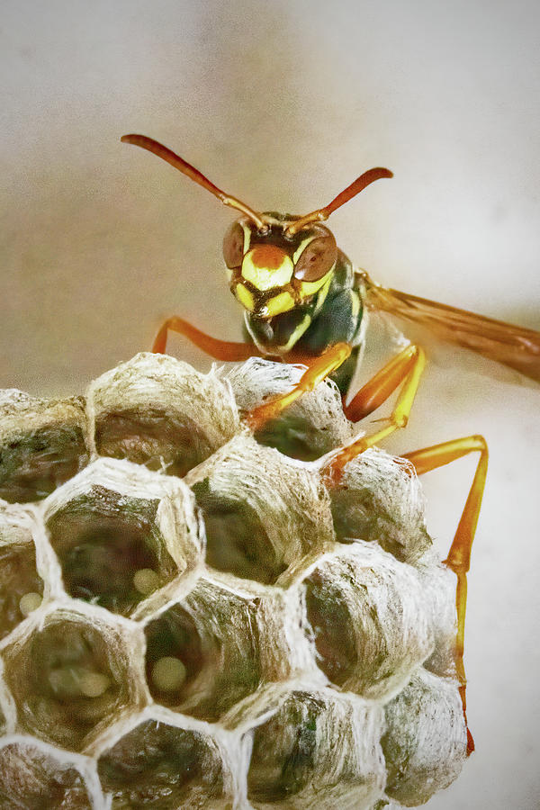 Northern Paper Wasp Photograph by Ira Marcus