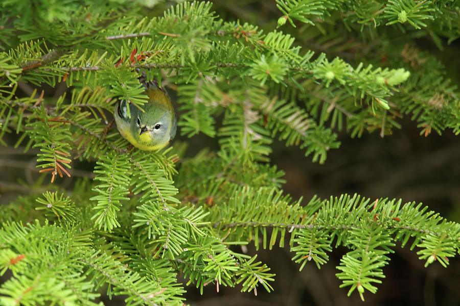 Northern Parula Photograph by Brook Burling