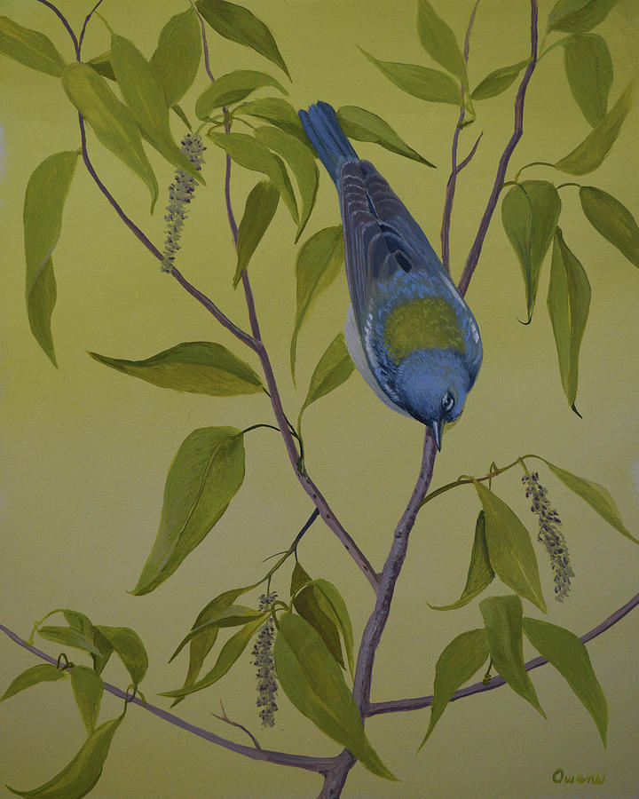 Northern Parula Painting by Charles Owens