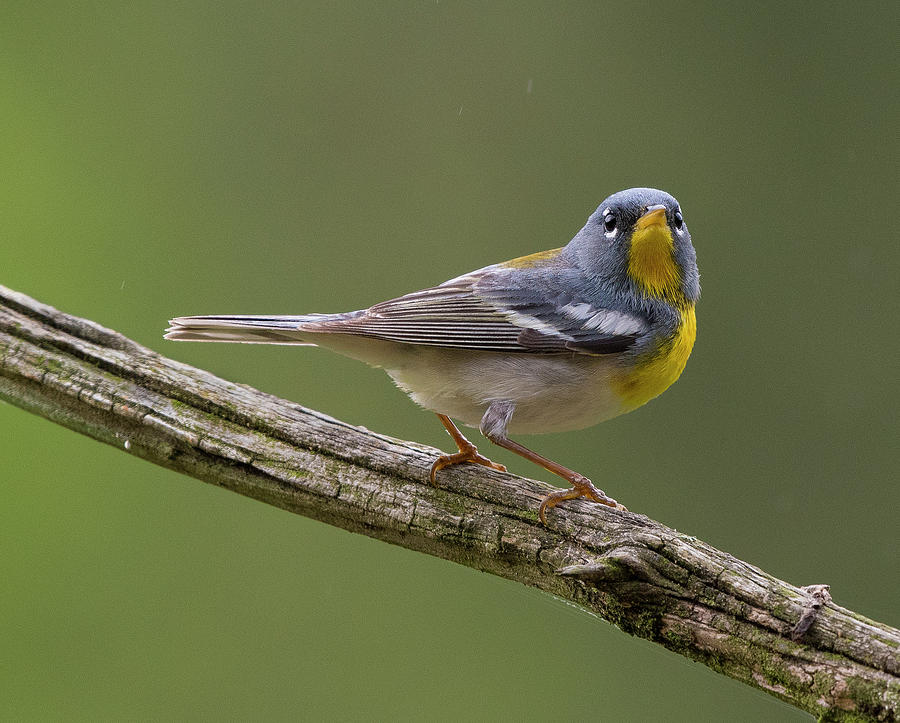 Northern Parula Portrait, North Carolina Uwharrie National Forest Photograph by Eric Abernethy