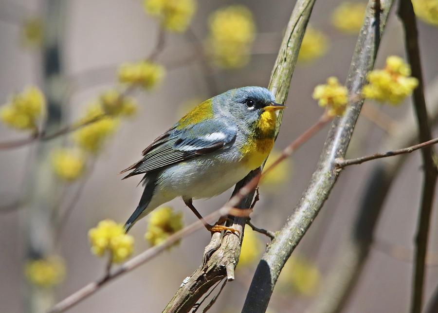 Northern Parula Spring Warbler Photograph