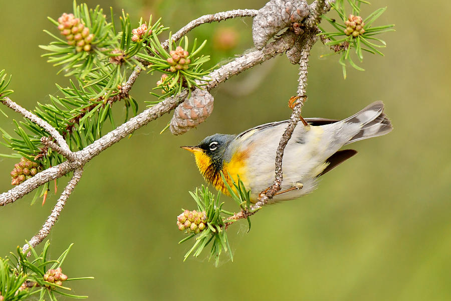 Northern Parula Warbler 7700 Photograph by Michael Peychich