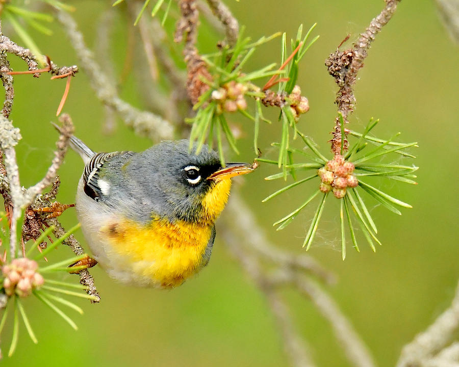 Northern Parula Warbler 7707 Photograph by Michael Peychich