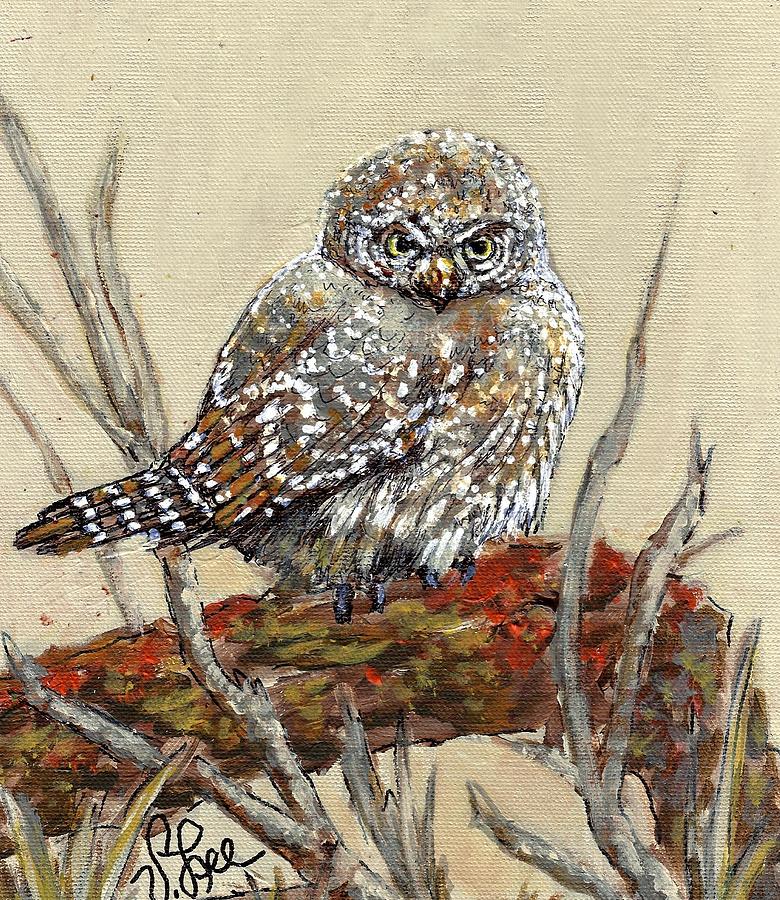Northern Pigmy Owl Painting by VLee Watson