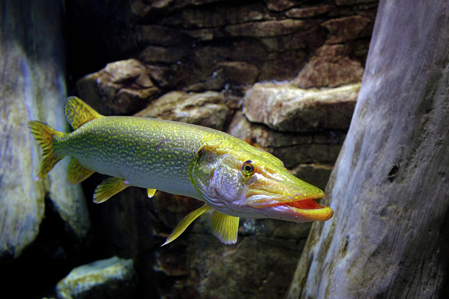 Northern Pike Photograph by Douglas Allen Northern Pike Photograph by Douglas Allen