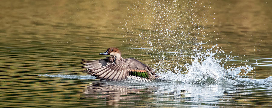 Northern Pintail 6362-102120-2 Photograph by Tam Ryan