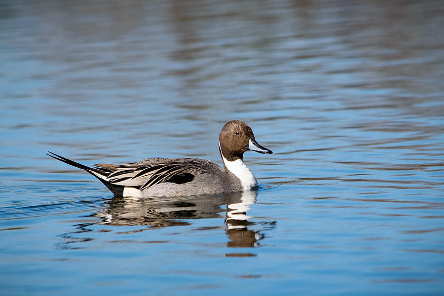 Northern Pintail Photograph by Bonny Puckett
