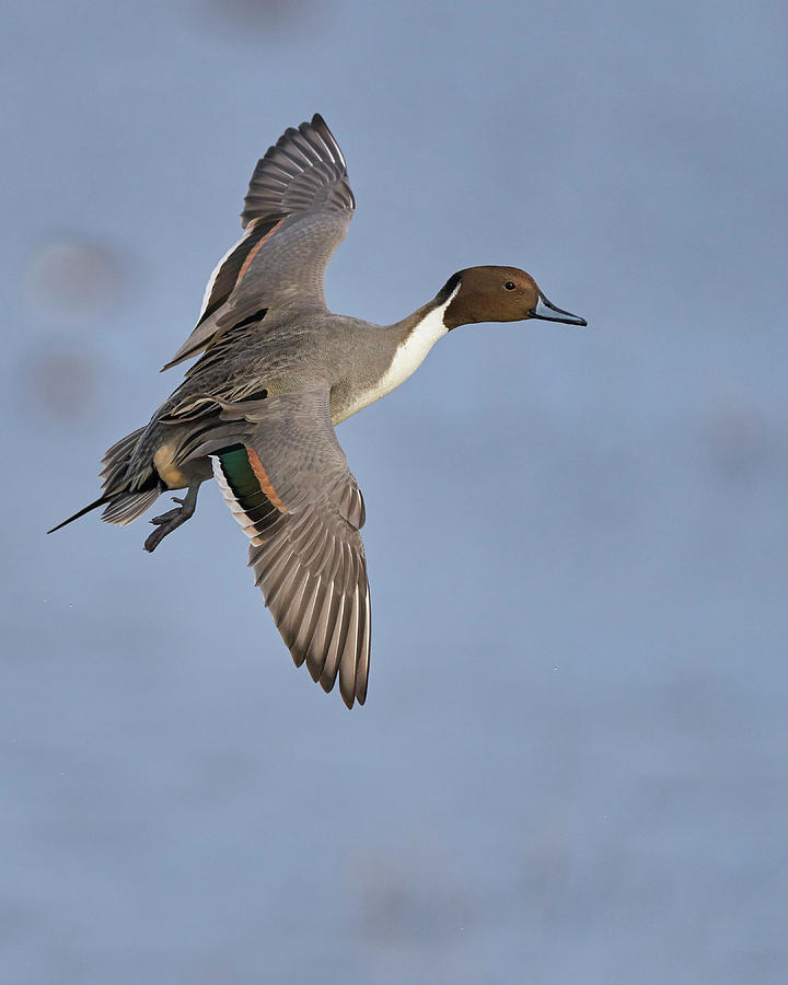 Birds Photograph - Northern Pintail, Colusa County California by Doug Herr Birds Photograph - Northern Pintail, Colusa County California by Doug Herr