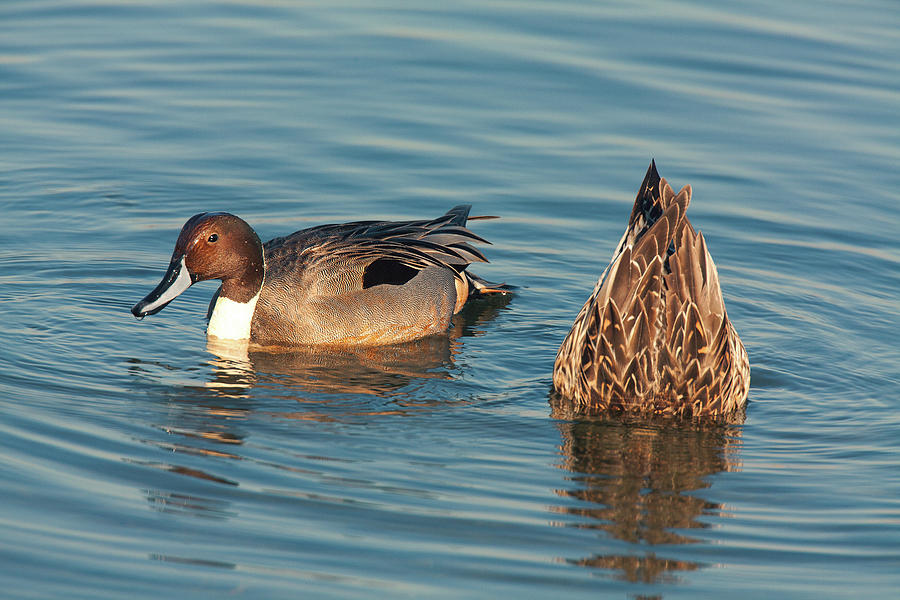 Northern Pintail Couple Photograph