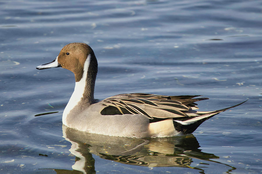 Duck Photograph - Northern Pintail by Douglas White
