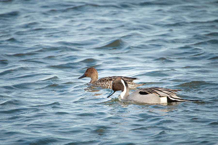 Northern Pintail Drake and Hen Photograph by Kristia Adams