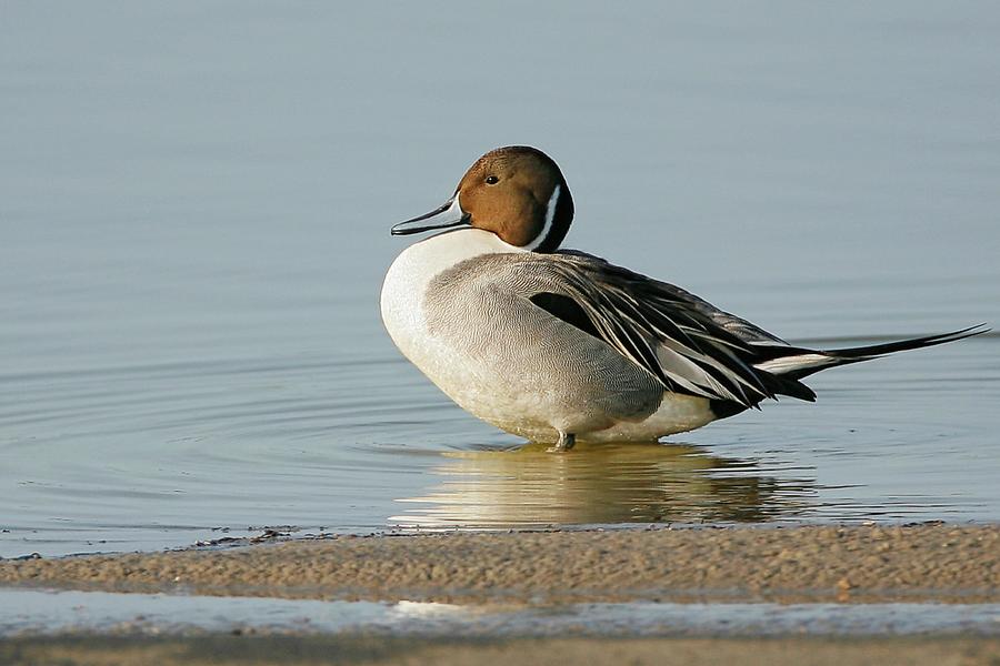 standing pintail mounts