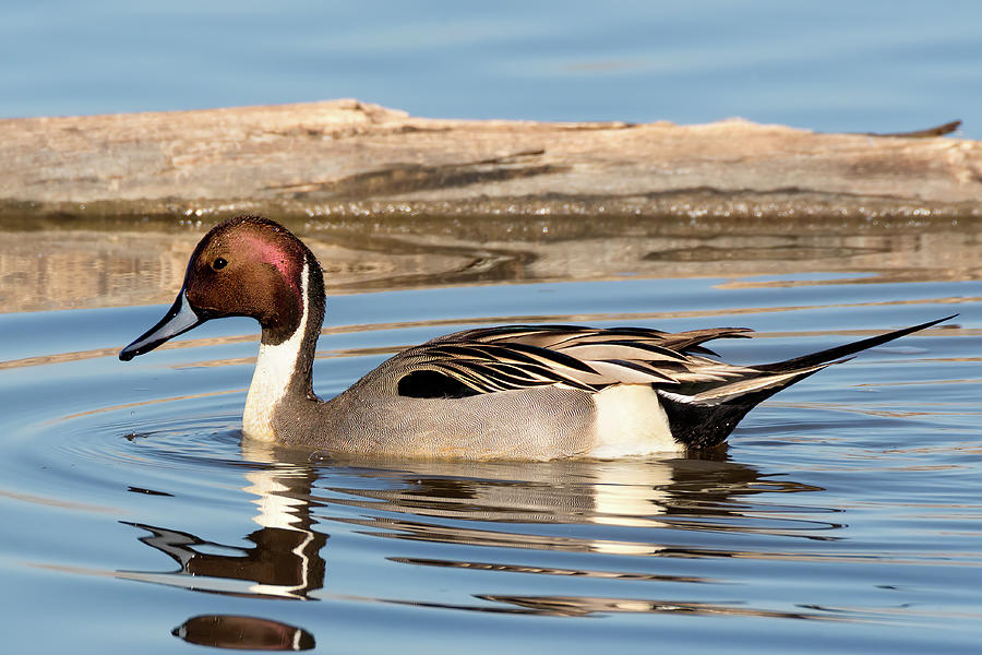 Northern Pintail Drake Swimming on a Glassy Pond  Photograph by Kathleen Bishop