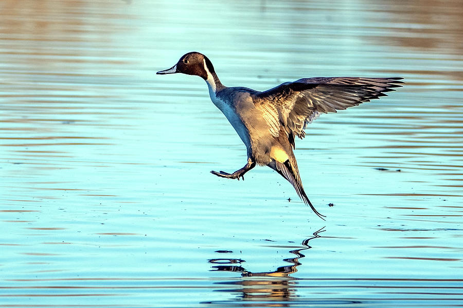 Northern Pintail Duck 2240-012622-2 Photograph by Tam Ryan