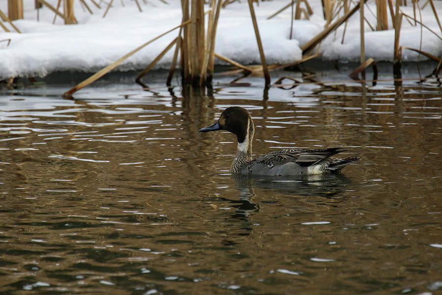 Northern Pintail Duck Photograph by Brook Burling