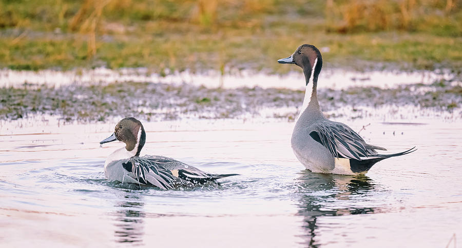 Northern Pintail Duo Photograph