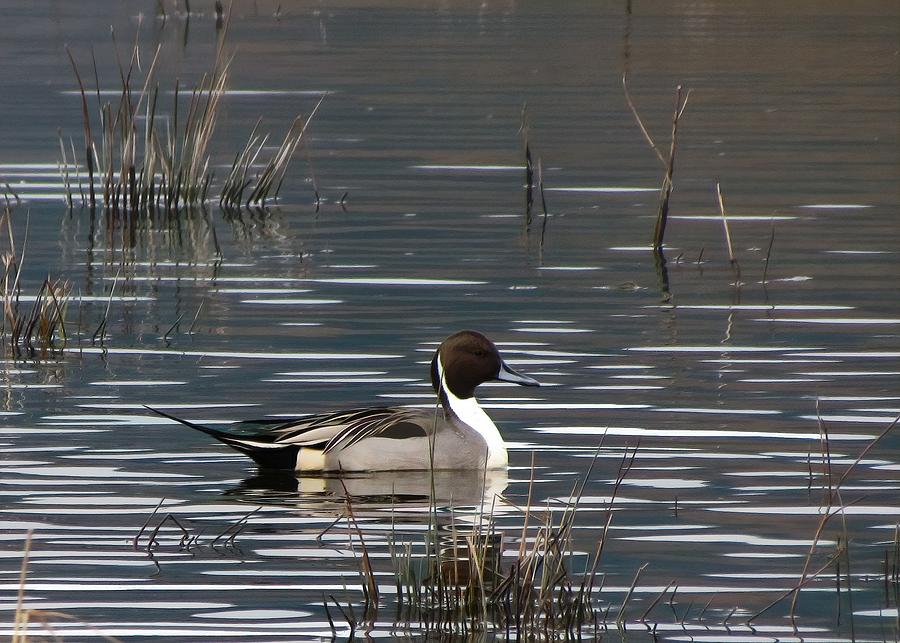 Duck Photograph - Northern Pintail by Iina Van Lawick