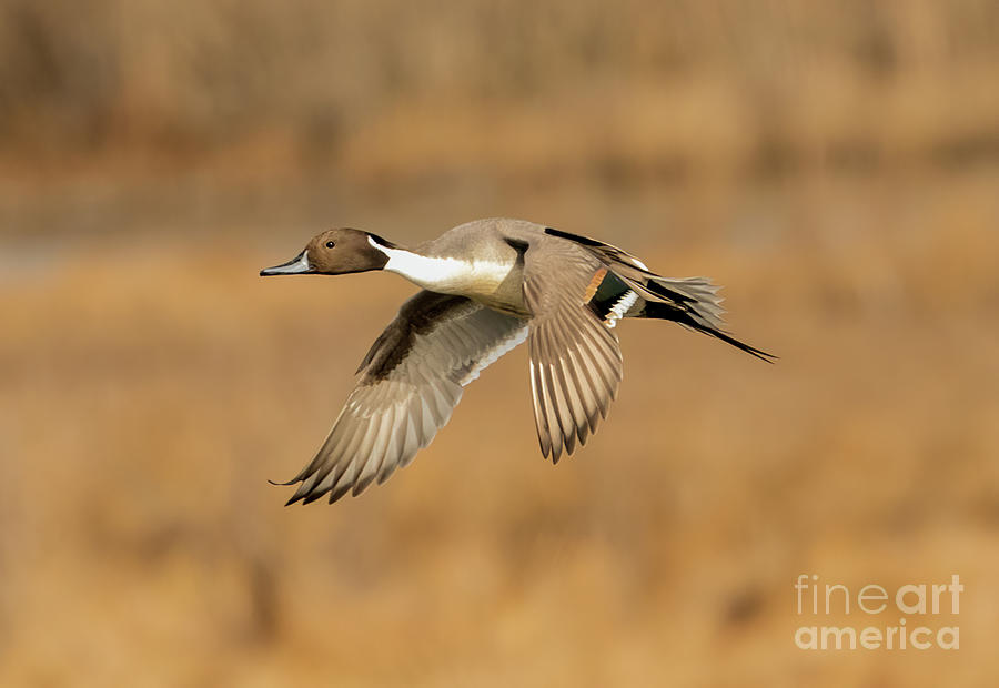 Northern Pintail in flight Photograph by Sam Rino