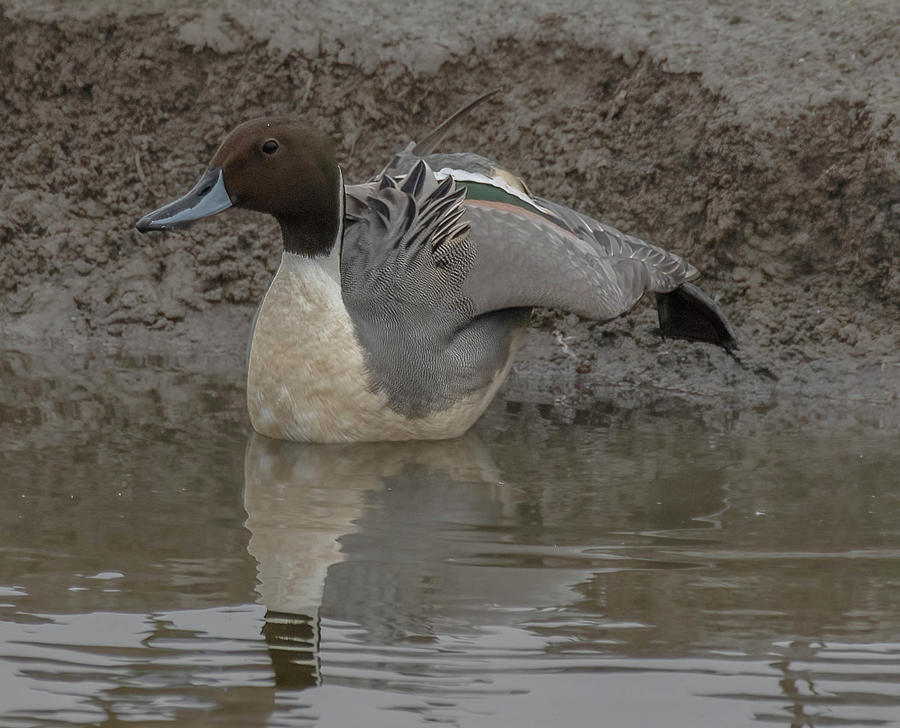 Northern Pintail Photograph by Jerry Cahill