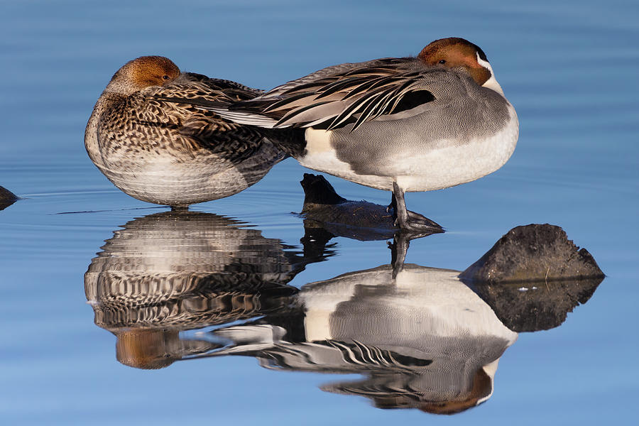 Northern Pintail Pair Reflected  Photograph by Kathleen Bishop