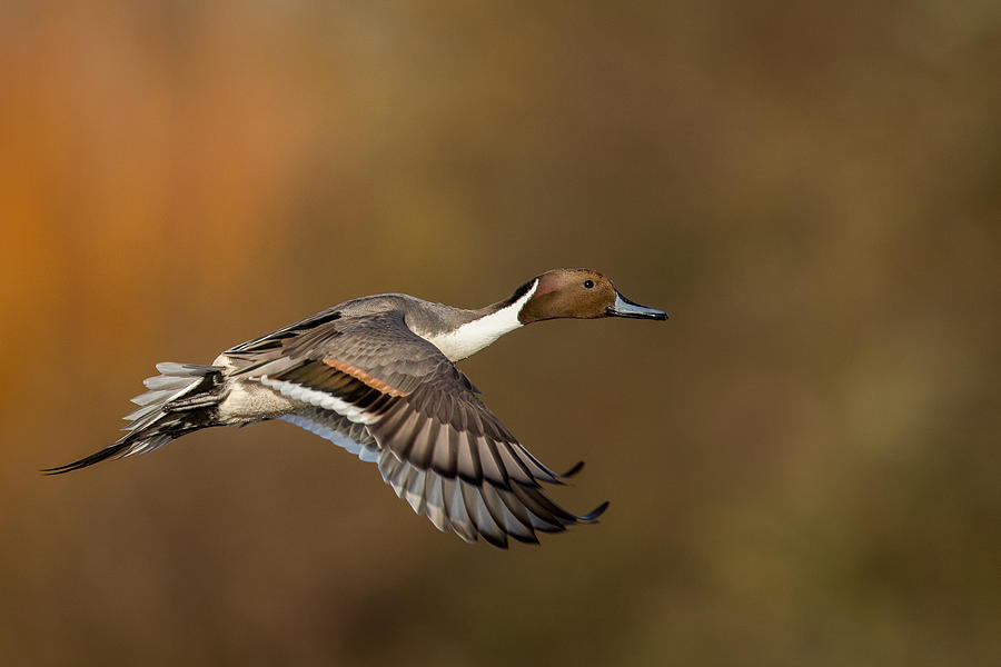 Northern pintail Photograph by Peter Orr Photography