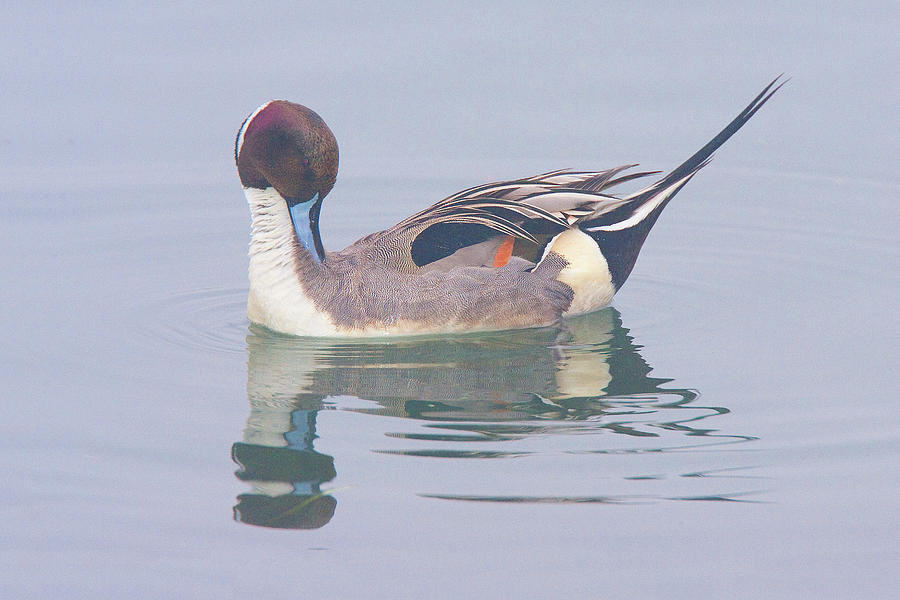 Northern Pintail Photograph