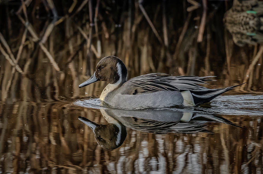 Northern Pintail Reflection Photograph by Brian Shoemaker