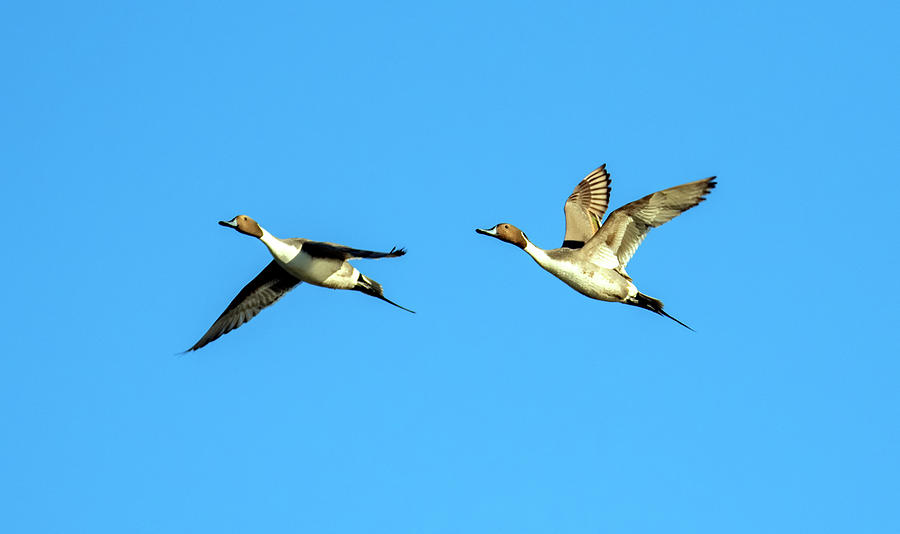 Northern Pintails 3295-010820 Photograph by Tam Ryan